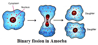 binary fission definition biology