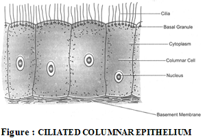 ciliated columnar epithelium diagram