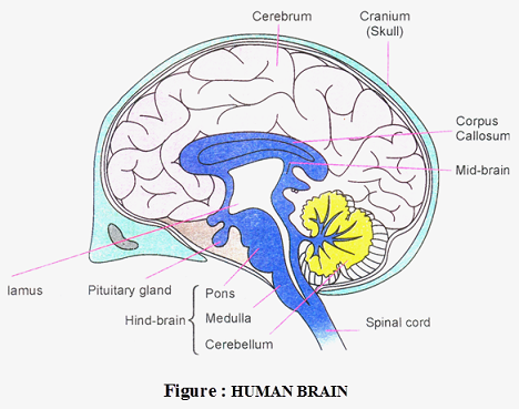 म नव मस त ष क ज व व ज ञ न Knowledgeuniverseonline Com