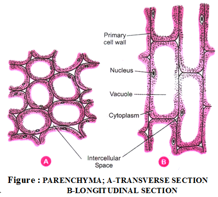 Parenchyma Labelled Diagram